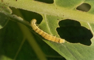brinjal Leaf eating caterpillar.jpg