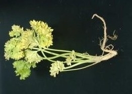coriander root rot.jpg