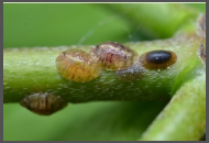 scale insects.png