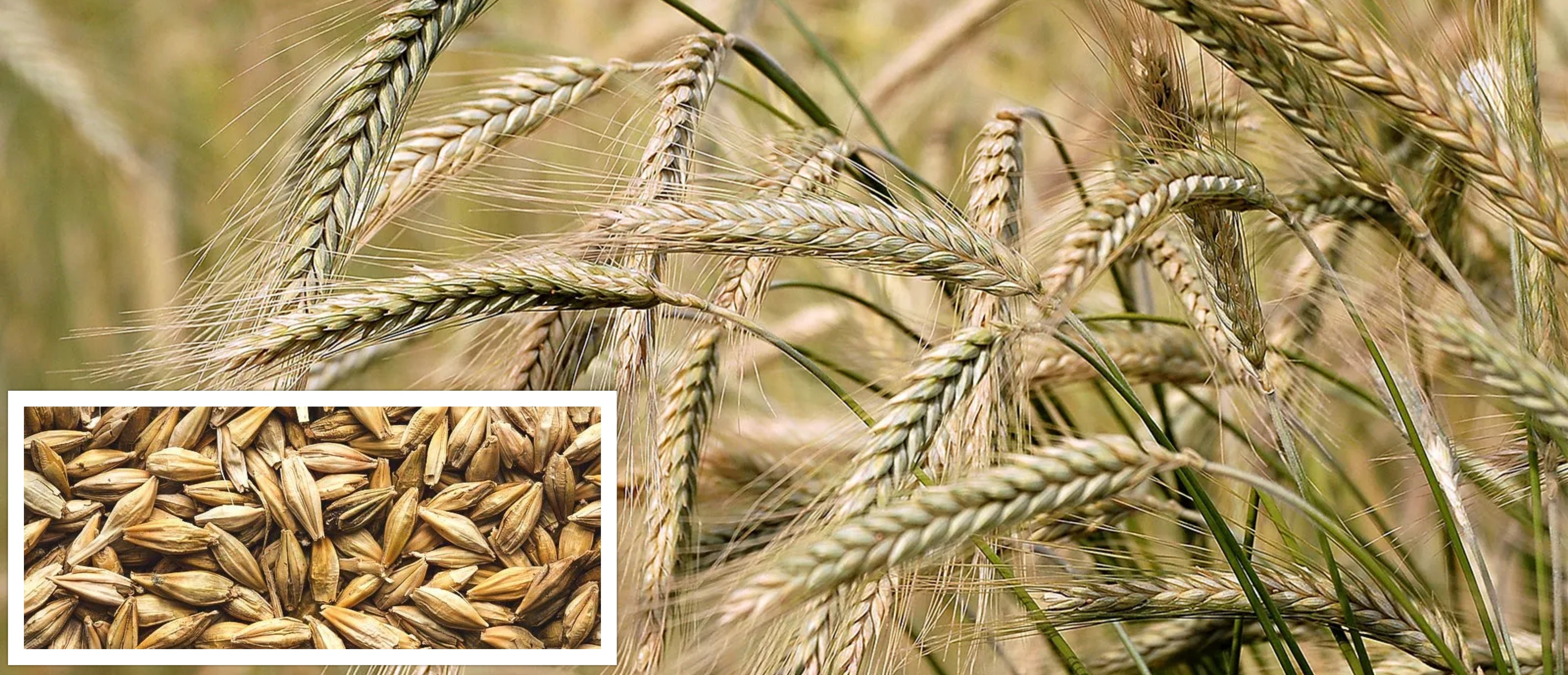 2901-barley.jpg    