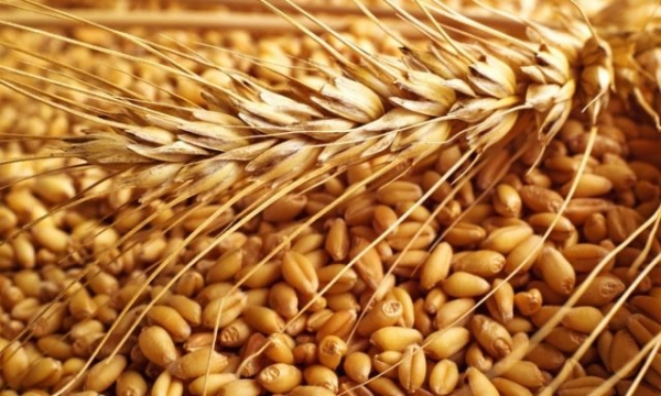 4267-Wheat.jpg    