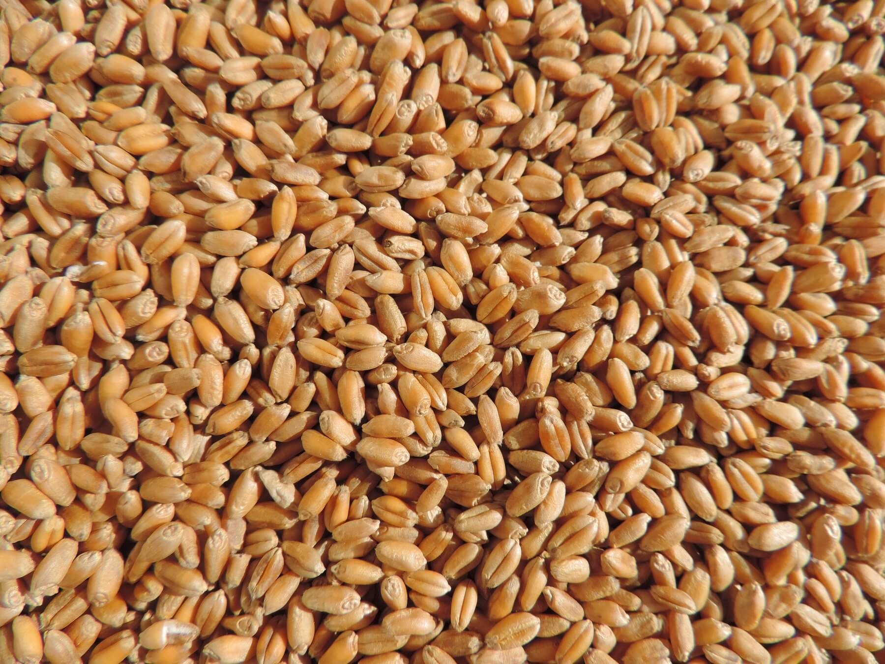 9944-2729-wheat.jpeg