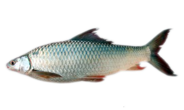  मछली की मरीगल कार्प नस्ल