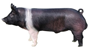 hampshire-male-pig.jpg