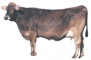 borwn-swiss-female-cow-breed.jpg