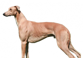 greyhound-(male).png