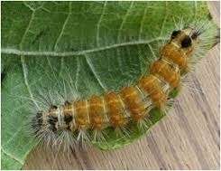 hairy caterpillar en