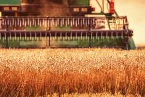 WheatHarvest