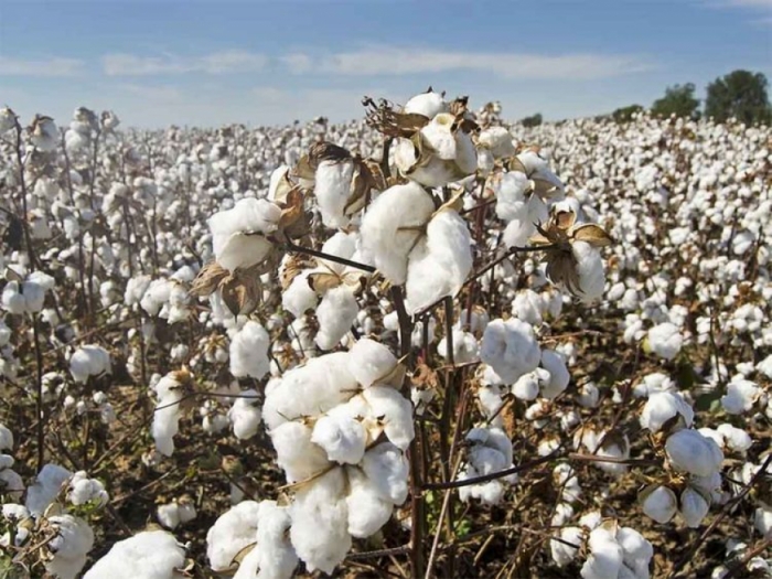 idea9920200909-top-news-cotton-generic_174721ed298_large.jpg
