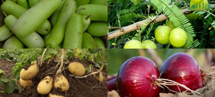 idea9920_sep_potato_uttarkhand.jpg idea9920_sep_potato_uttarkhand.jpg