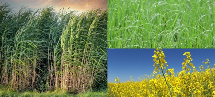 idea9920_sep_rice_uttarkhand.jpg idea9920_sep_rice_uttarkhand.jpg