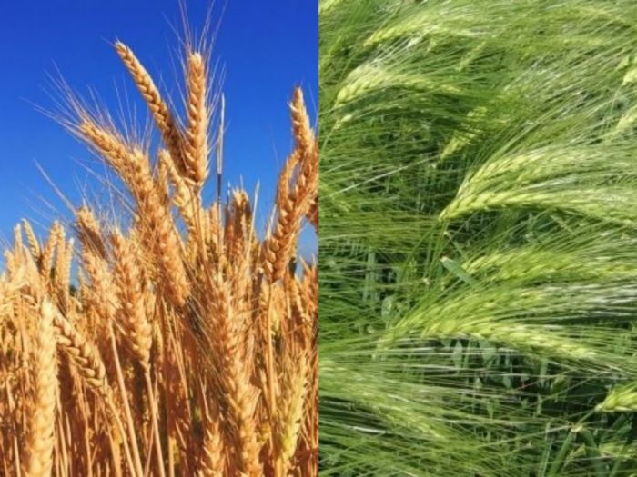 idea9921_dec_udham_singh_nagar_crops.jpg