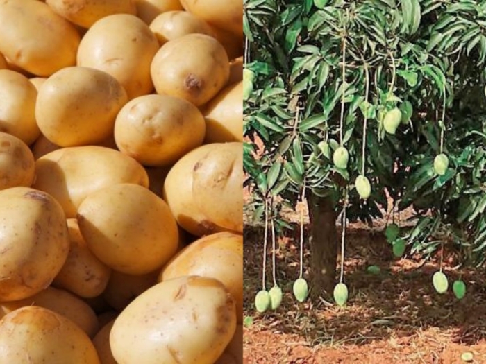 idea9921_dec_udham_singh_nagar_veg.jpg idea9921_dec_udham_singh_nagar_veg.jpg