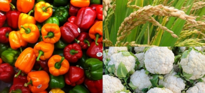 idea9922th_june_crops.jpg