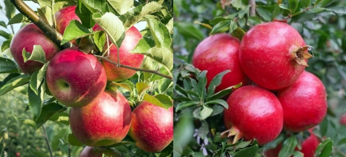 idea9929th_June_apple_and_anaar.jpg idea9929th_June_apple_and_anaar.jpg