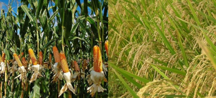 idea9929th_June_rice_and_maize.jpg idea9929th_June_rice_and_maize.jpg
