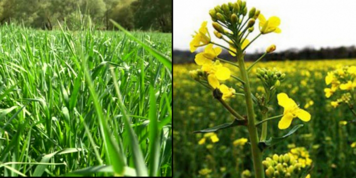 idea992_crops.jpg idea992_crops.jpg