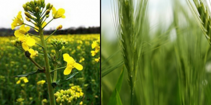 idea992_wheats.jpg