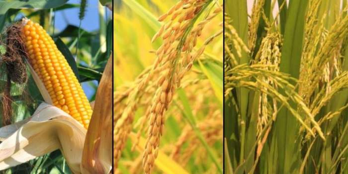 idea993_crops.jpg