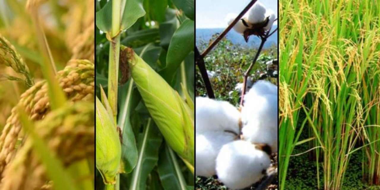 idea994_crops.jpg