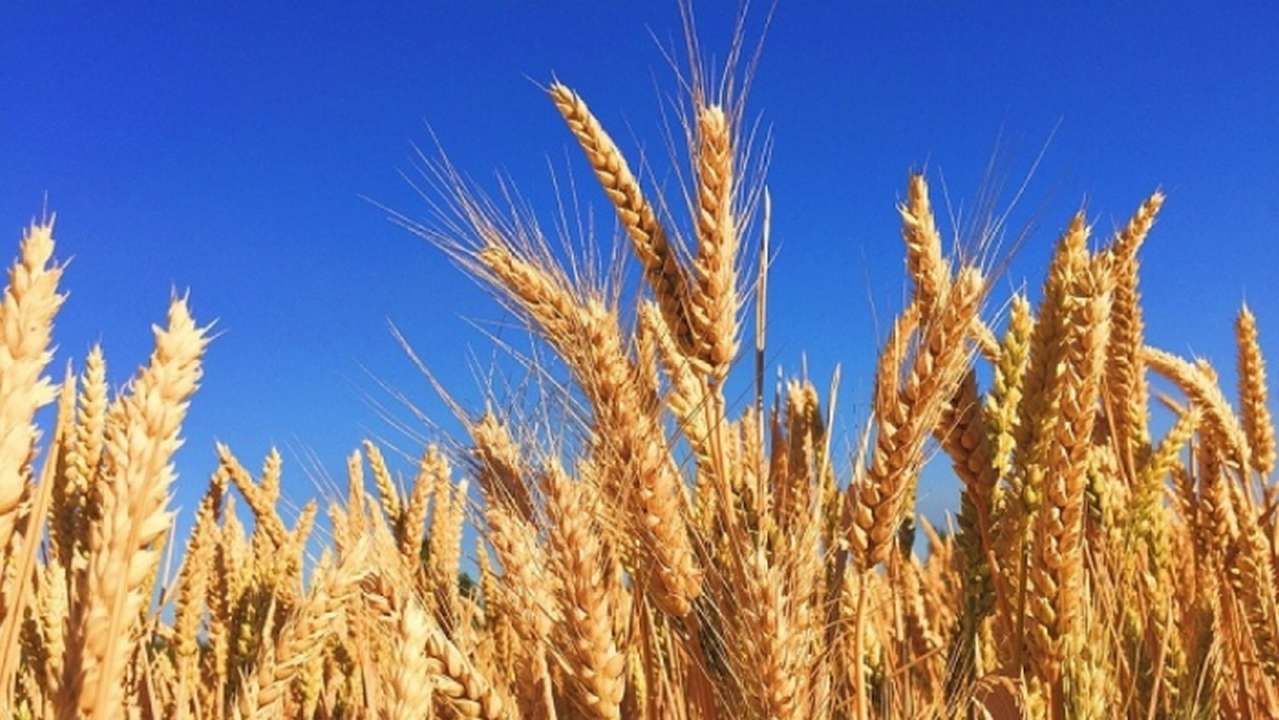 idea99532501-wheat-863392960720.jpg
