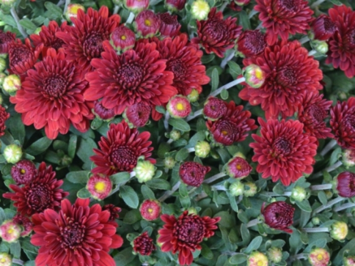 idea995710idea99chrysanthemum-plant.jpg idea995710idea99chrysanthemum-plant.jpg