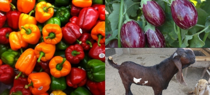 idea998th_Jan_vegetabels_nanital.jpg idea998th_Jan_vegetabels_nanital.jpg