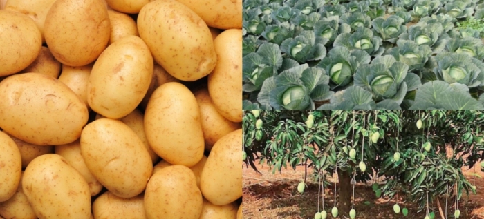 idea998th_Jan_vegetabels_udham_singh_nagar_crops.jpg idea998th_Jan_vegetabels_udham_singh_nagar_crops.jpg