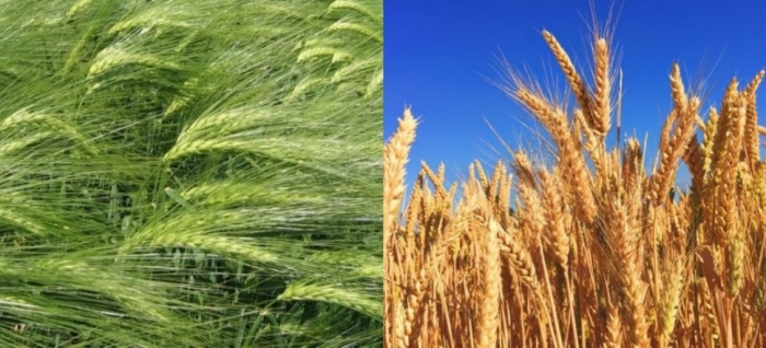 idea998th_jan_nanital_crops.jpg idea998th_jan_nanital_crops.jpg