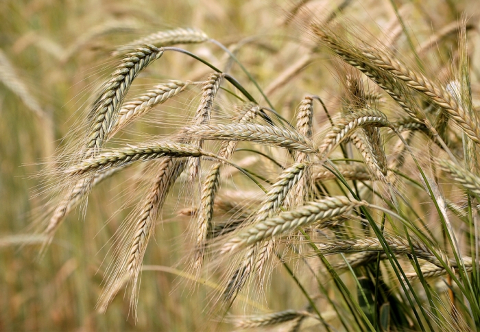 idea99Barley_in_up.jpg idea99Barley_in_up.jpg