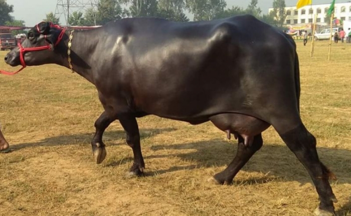 idea99Buffalo-ak.jpg idea99Buffalo-ak.jpg