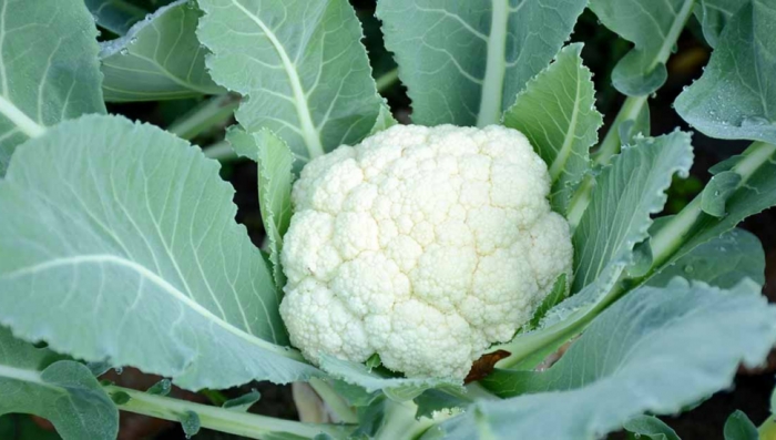 idea99CAULI.jpg