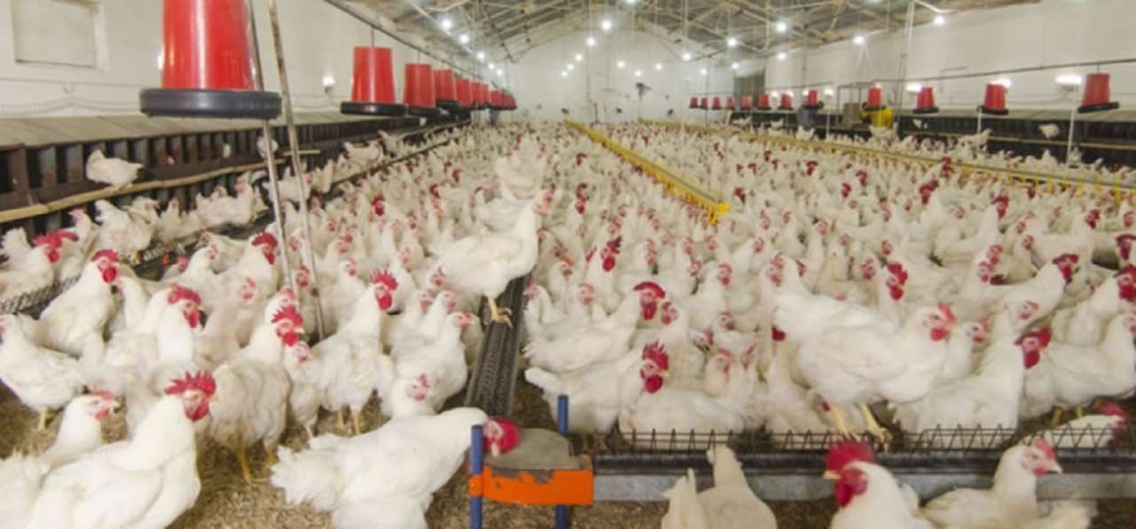 idea99FARM.jpg idea99FARM.jpg