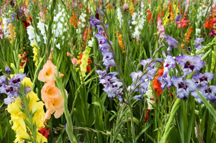 idea99Gladiolus-flowers-field-Garden-angiosperm-monocot-plant.jpg