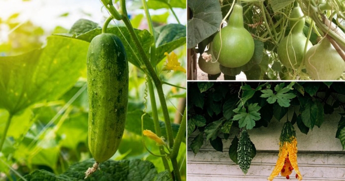 idea99Gourds-ak.jpg