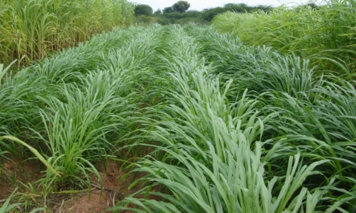 idea99Green-Fodder1.jpg idea99Green-Fodder1.jpg