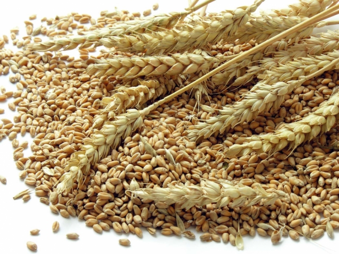 idea99Heads-wheat-grains.jpg idea99Heads-wheat-grains.jpg