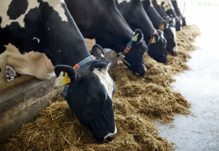 idea99India-UK-to-have-cooperation-in-animal-husbandry-fisheries.jpg idea99India-UK-to-have-cooperation-in-animal-husbandry-fisheries.jpg