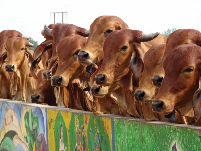 idea99Indian-cows-Pure-Eco-India.jpg idea99Indian-cows-Pure-Eco-India.jpg
