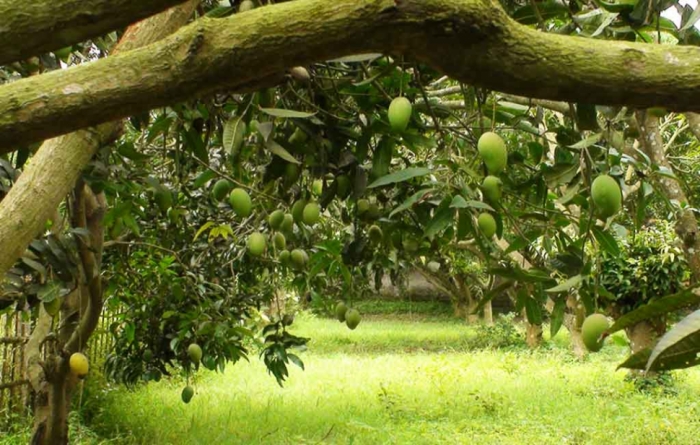 idea99MANGO_ORCHIDS.jpg idea99MANGO_ORCHIDS.jpg