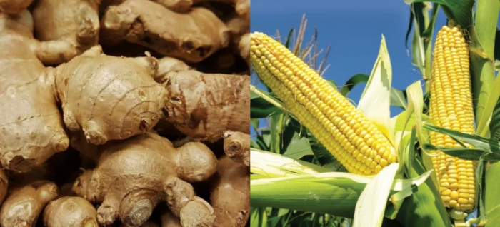 idea99Maize_21st.jpg idea99Maize_21st.jpg