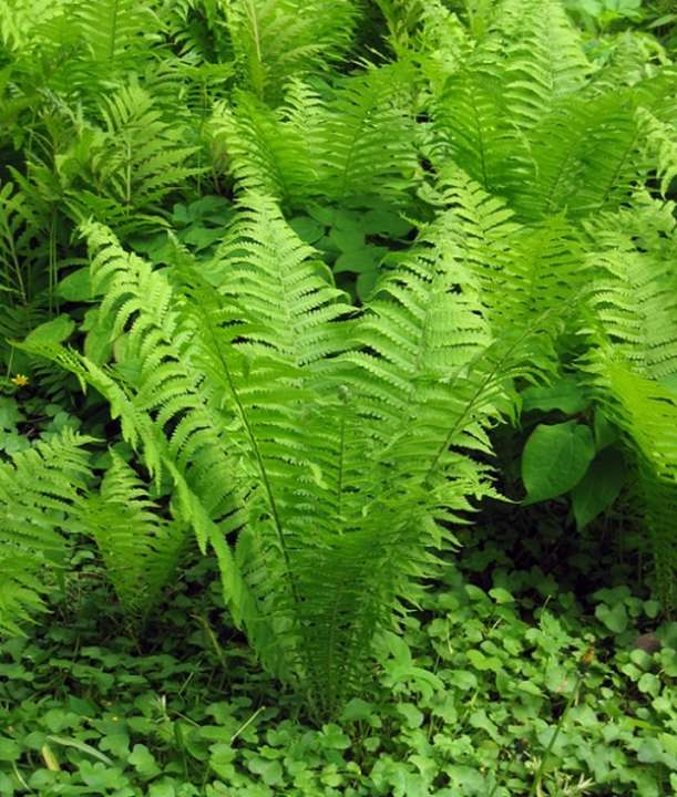 idea99Matteuccia_struthiopteris.jpg idea99Matteuccia_struthiopteris.jpg