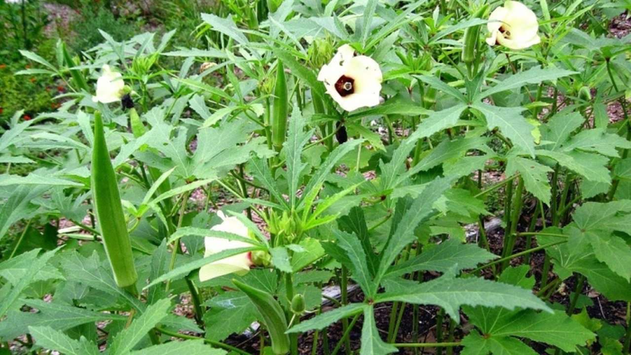 idea99Okra.jpg idea99Okra.jpg