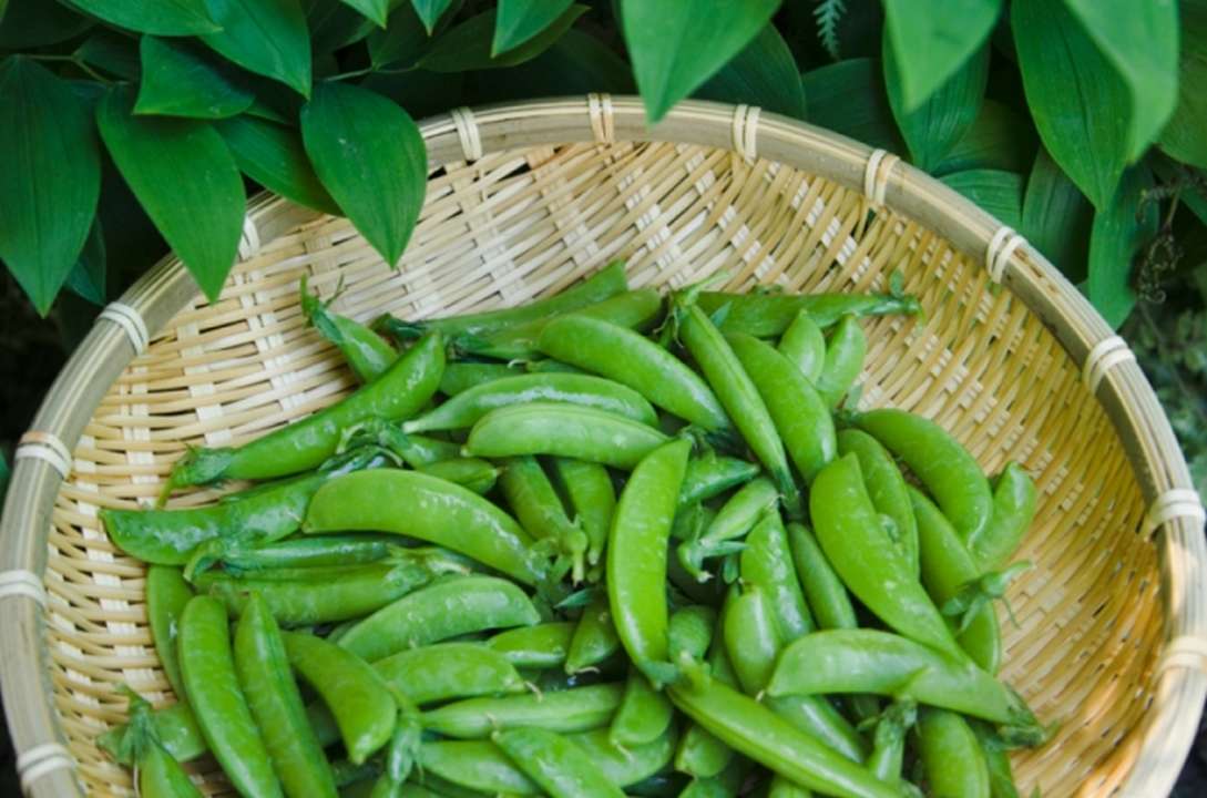 idea99PEAS.jpg idea99PEAS.jpg