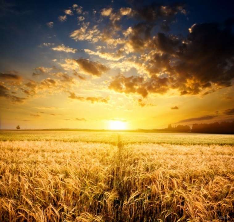 idea99Photography-backdrops-Golden-wheat-fields-morning-wedding-10x20-background-photography-backdrop-photography-scenic-cloth-45046.jpg