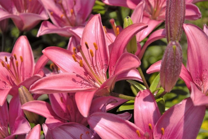 idea99PinkLily.jpg idea99PinkLily.jpg