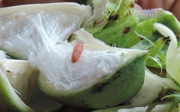idea99Pink_Bollworm-ak.jpg idea99Pink_Bollworm-ak.jpg