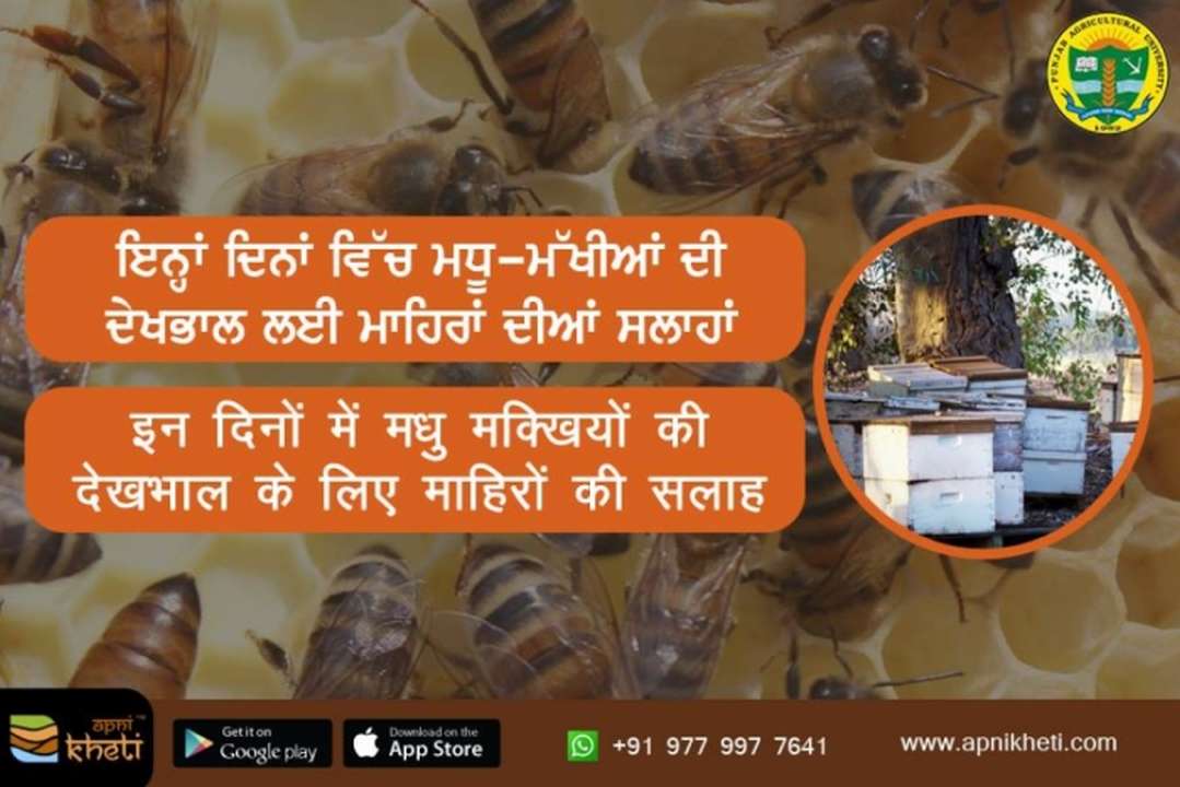 idea99Punjab_Agri.jpg idea99Punjab_Agri.jpg