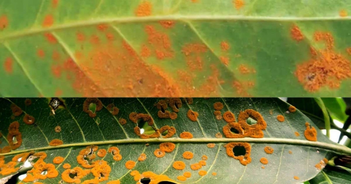 idea99Red_Rust_Mango_disease.jpg