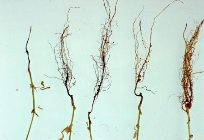 idea99Root_Rot_Pea.jpg idea99Root_Rot_Pea.jpg